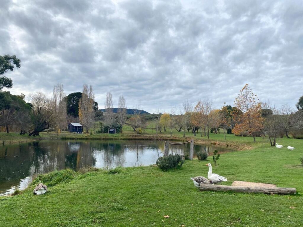 Animals-at-Lavandula-Swiss-Farm